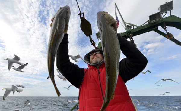 Медведев, где рыба? Вернуть треску на российские прилавки поможет «Весёлый Роджер» Медведев, где рыба? Вернуть треску на российские прилавки поможет «Весёлый Роджер»