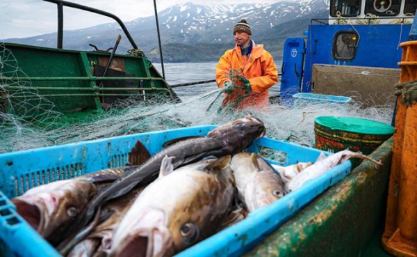 Власть ищет, где рыба — Путин поручил накормить бойцов и школьников морепродуктами Власть ищет, где рыба — Путин поручил накормить бойцов и школьников морепродуктами