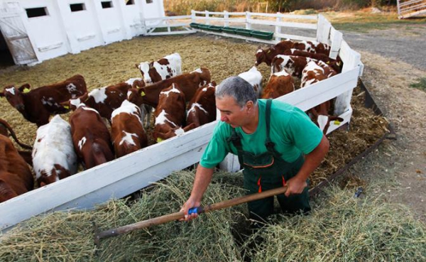 Фермеров предупредили: «Год будет тяжелым, денег в бюджете нет, господдержки не ждите» Фермеров предупредили: «Год будет тяжелым, денег в бюджете нет, господдержки не ждите»